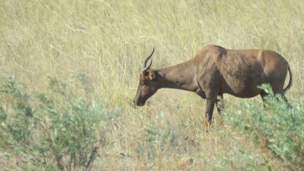 IMG_5008 Tsebe 2019-11-25 4-33-34 PM