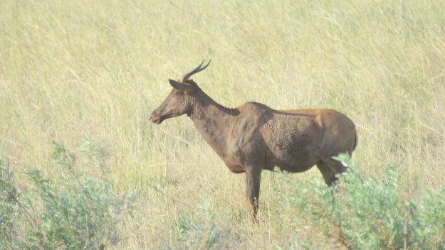 IMG_5010 Tsebe 2019-11-25 4-33-41 PM