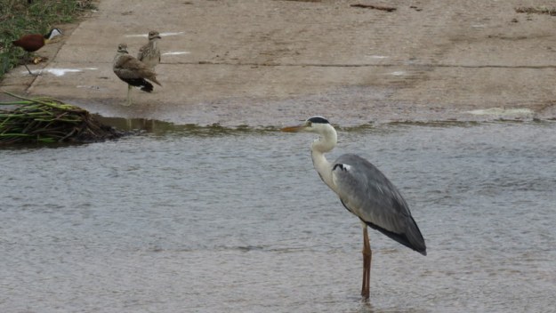 IMG_5073 Jacana, Thick-knees and Grey Heron on Causeway 2019-11-26 6-56-04 AM