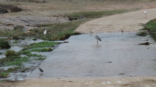 IMG_5078 Green-backed heron, Great Egret, Thick-knees, Grey Heron, Jacana and White Stork 2019-11-26 6-56-58 AM