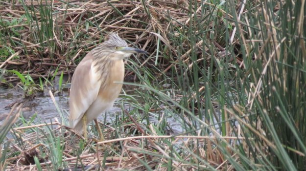 IMG_5088 Squacco Heron 2019-11-26 7-00-43 AM