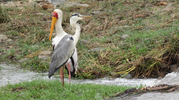 IMG_5116 YB Stork and Grey Heron 2019-11-26 7-10-03 AM