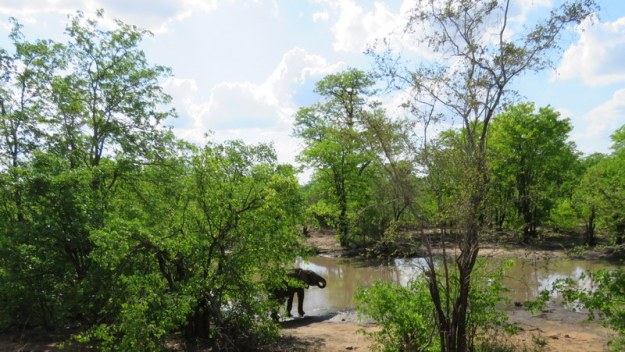 IMG_5277 Elephant in the river 2019-11-26 3-18-14 PM.JPG