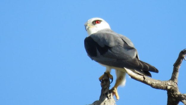 IMG_5308 Black-shouldered kite 2019-11-26 4-19-58 PM