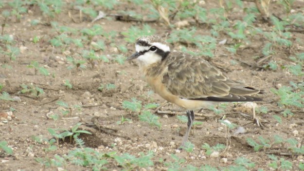 IMG_5335 Kitliz Plover 2019-11-27 6-59-54 AM.JPG
