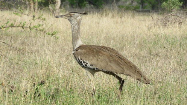 IMG_5398 Kori Bustard 2019-11-27 7-39-29 AM