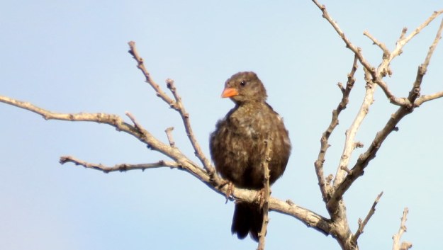 IMG_5402 Red-billed buffalo-weaver 2019-11-27 7-45-19 AM