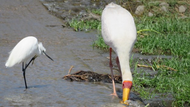 IMG_5521 Little Egret and YB Stork 2019-11-27 1-51-16 PM.JPG