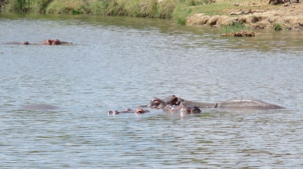 IMG_5526 Hippos 2019-11-27 1-54-12 PM