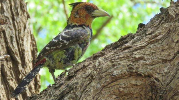 IMG_5608 Crested Barbet 2019-11-28 1-28-37 PM
