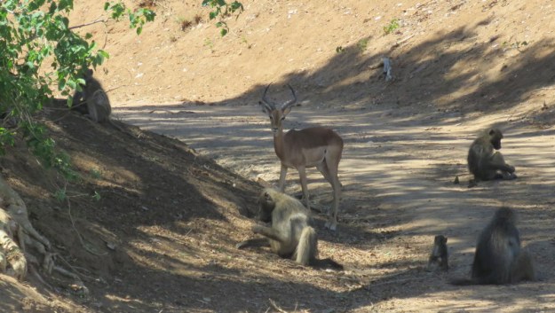 IMG_5617 Impala and Baboons 2019-11-28 2-22-04 PM