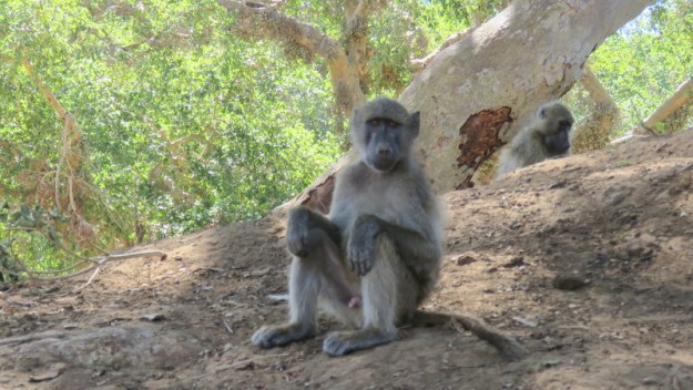 IMG_5637 - Baboon 2019-11-28 2-24-35 PM 2019-11-28 2-24-35 PM