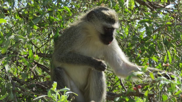 IMG_5660 Monkey eating berries 2019-11-28 3-44-35 PM