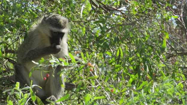 IMG_5661 Monkey eating berries 2019-11-28 3-44-37 PM