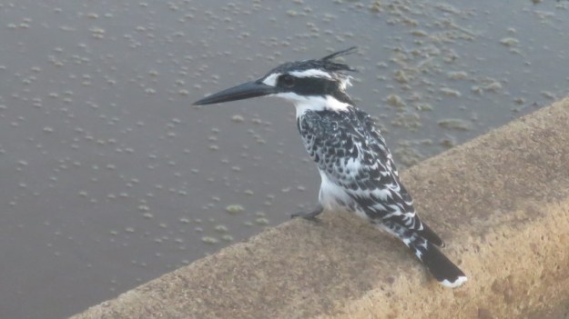 IMG_5690 Pied Kingfisher 2019-11-28 6-10-24 PM