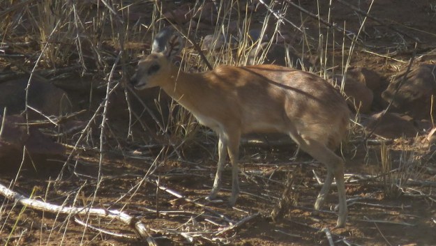 IMG_5701 Steenbok 2019-11-29 7-48-50 AM