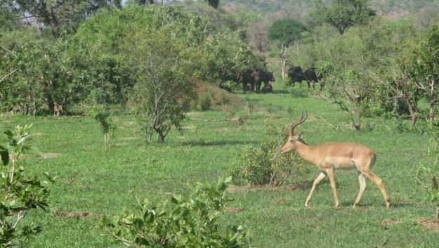 IMG_5717 Impala with Buffalo in the background 2019-11-29 8-25-55 AM