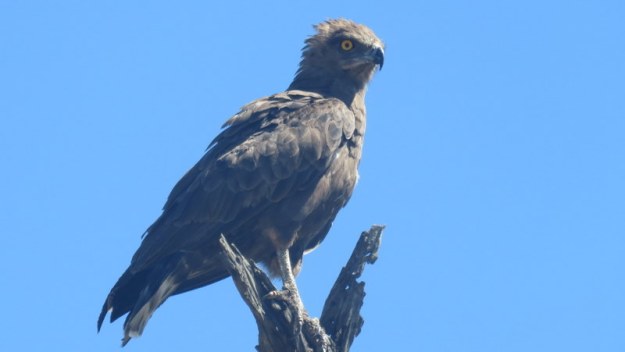 IMG_5724 Brown Snake-eagle 2019-11-29 9-29-13