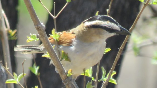 IMG_5735 Black-crowned Tchagra 2019-11-29 10-43-01 AM