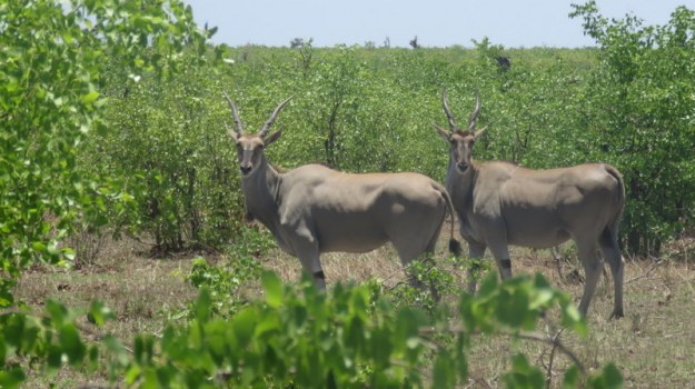 IMG_5751 Eland 2019-11-29 11-13-34 AM