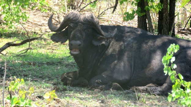 IMG_5762 Buffalo lying down grumpy 2019-11-29 11-23-09 AM