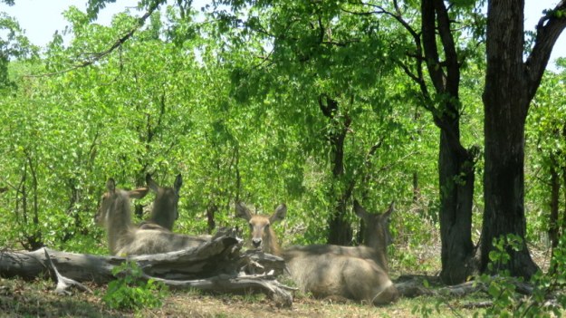 IMG_5763 Waterbuck under tree 2019-11-29 11-24-07 AM