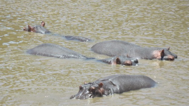 IMG_5780 Pod of hippo 2019-11-29 11-48-12 AM