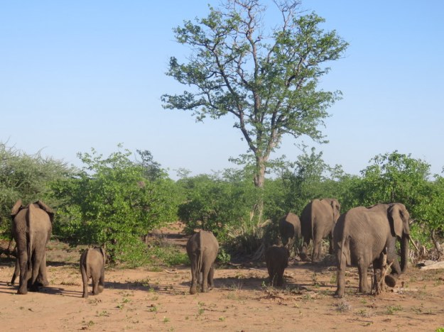 IMG_5796 Elephants back view 2019-11-29 4-46-06 PM