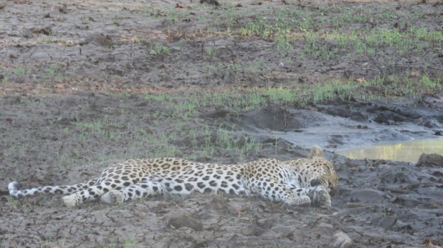 IMG_5810 Leopard asleep next to puddle 2019-11-29 5-35-42 PM