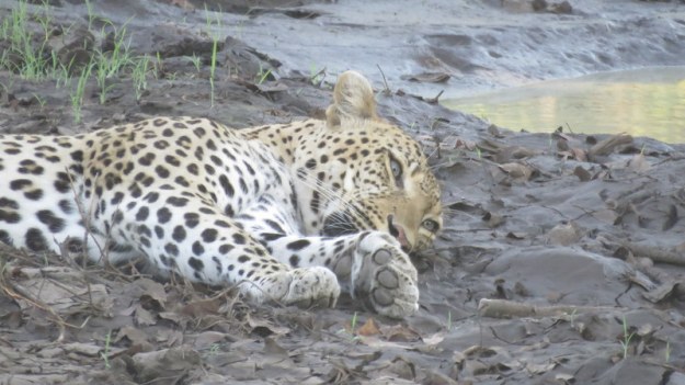 IMG_5812 Leopard waking up 2019-11-29 5-36-22 PM