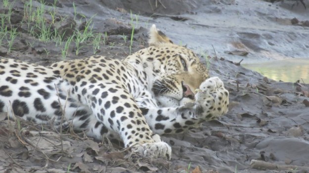 IMG_5813 Leopard wiping face 2019-11-29 5-37-05 PM