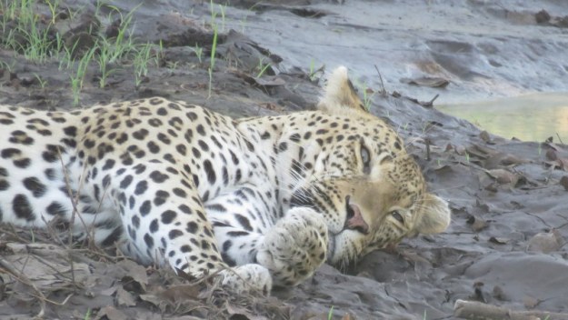 IMG_5814 Leopard paw 2019-11-29 5-37-08 PM