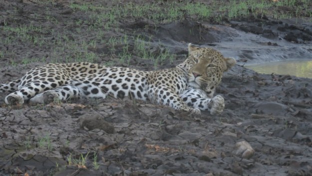 IMG_5816 Leopard head up 2019-11-29 5-39-33 PM