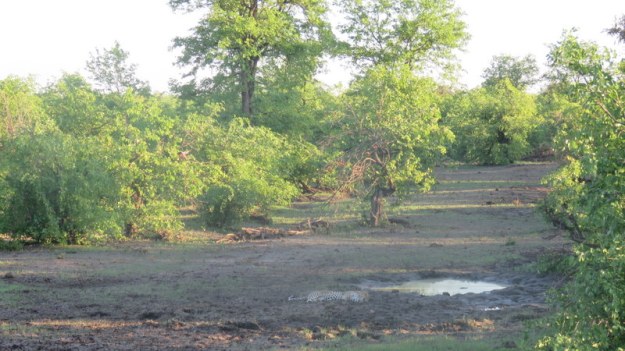 IMG_5824 The scene of the leopard 2019-11-29 5-45-31 PM