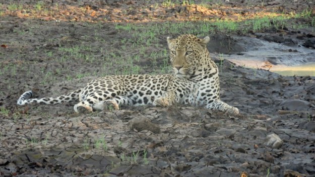 IMG_5829 Leopard up and alert 2019-11-29 5-47-08 PM