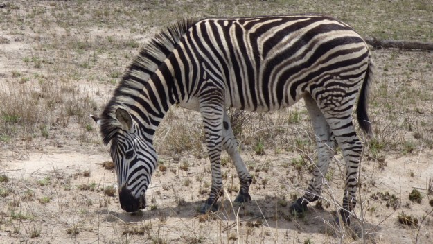 P1180354 Zebra pattern Earl 2019-11-14 11-58-51 AM