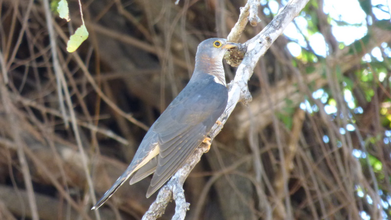 P1180401 red-chested cuckoo 2019-11-16 2-42-23 PM