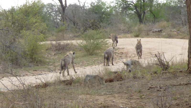P1180406 Gang of hyaenas Earl 2019-11-17 7-00-12 AM