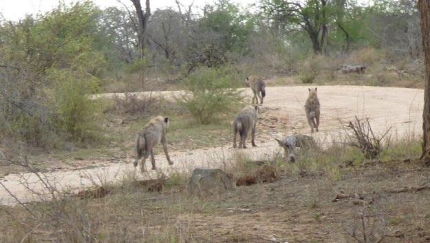P1180406 Gang of hyaenas Earl 2019-11-17 7-00-12 AM