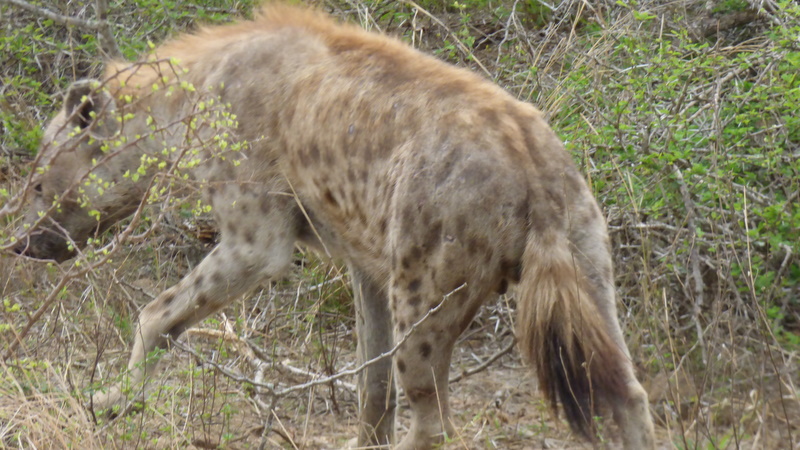 P1180418 hyaena 2019-11-17 7-02-49 AM