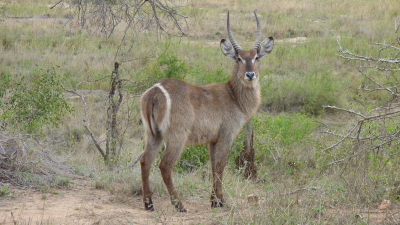 P1180469 Earl's waterbuck 2019-11-18 7-53-30