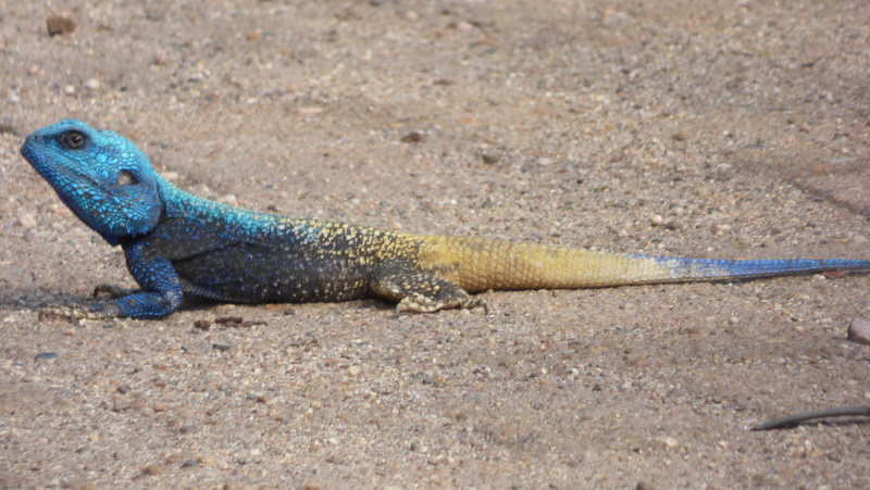 P1180723 Blue-headed Lizard 2019-11-21 3-30-29 PM