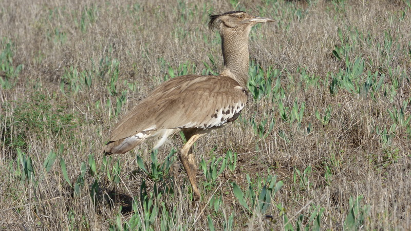 P1180725 Kori Bustard 2019-11-21 4-10-59 PM