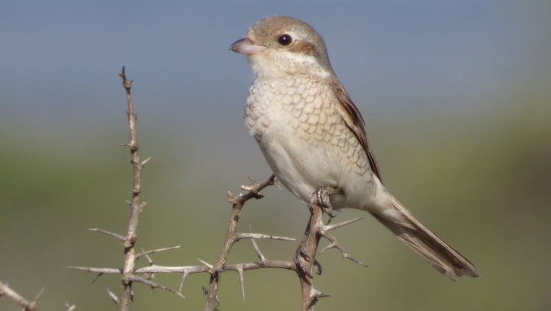 P1180731 Female Red-backed Shrike by Earl 2019-11-21 4-23-55 PM