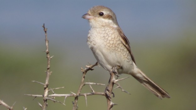 P1180731 Female Red-backed Shrike by Earl 2019-11-21 4-23-55 PM