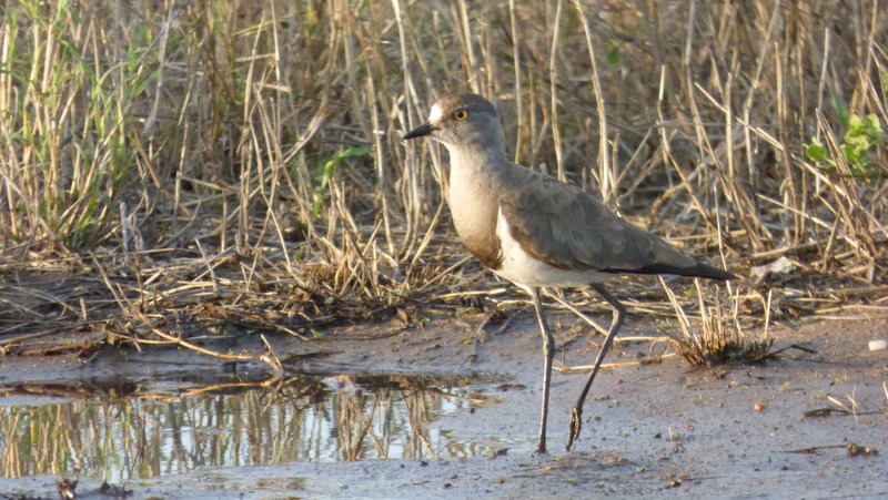 P1180733 Black-winged Lapwing by Earl 2019-11-21 5-58-27 PM