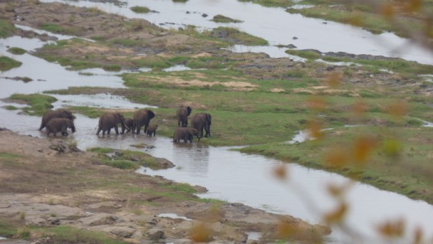 P1180743 Elephants crossing the Olifants 2019-11-22 9-24-10 AM
