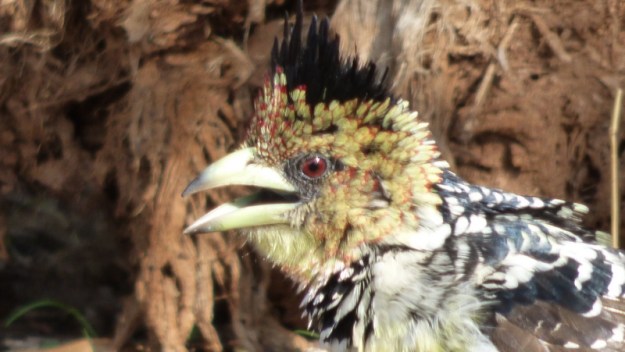 P1180770 Crested Barbet Earl 2019-11-23 3-52-27 PM 2019-11-23 3-52-27 PM