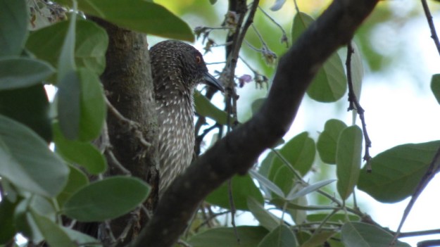 P1180780 Arrow-marked Babbler Earl 2019-11-23 5-59-46 PM 2019-11-23 5-59-46 PM