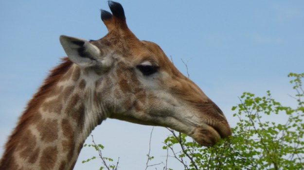 P1180803 Giraffe head by Earl 2019-11-24 9-21-03 AM